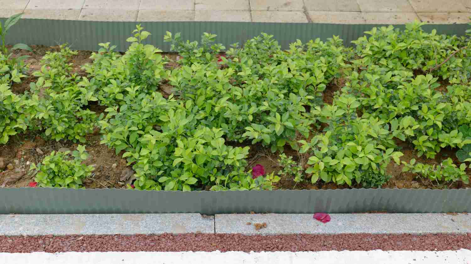 Garden Edging (1).jpg