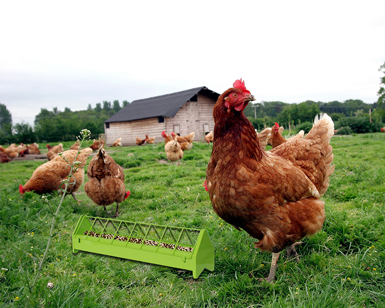 Metal Chicken Feeders，chicken feeder，poultry automatic waterers，chicken waterer，poultry feeder.jpg