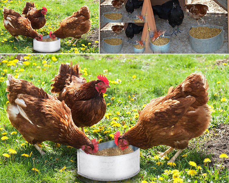 Metal Chicken Feeders (2).jpg