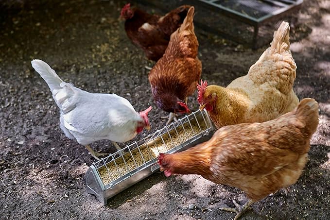 chicken feeder.jpg
